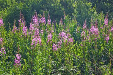İskoçya nereye bakarsan bak güzel manzaralarla doludur. Doğanın güzelliğini kelimelere dökmek zordur..