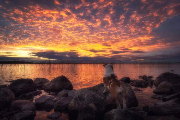 Ateşli sunset Bulvarında göl Onega Gölü