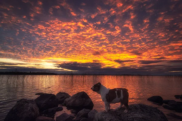Ateşli sunset Bulvarında göl Onega Gölü.