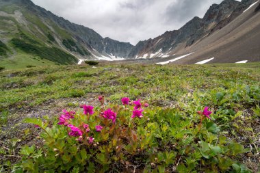 Kamçatka orman gülleri
