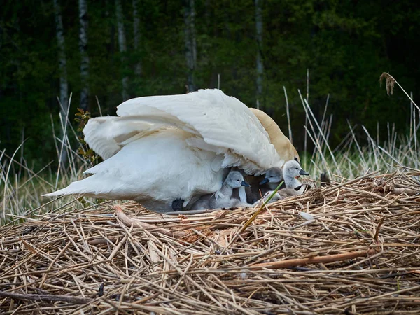 The swan family brings up young chicks