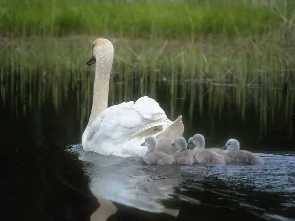 De familie zwaan brengt jonge kuikens — Stockfoto