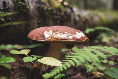 Boletus edulis. Sonbahar ormanında asil beyaz mantar