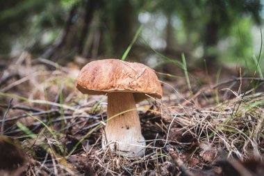 Boletus edulis. Sonbahar ormanında asil beyaz mantar