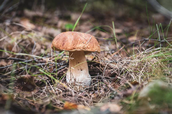 Boletus mantarı