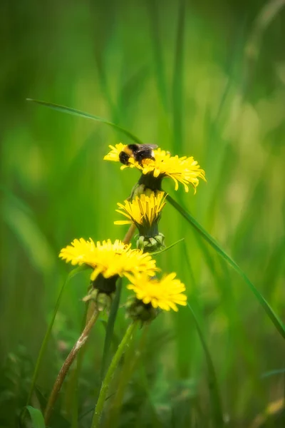 Bumblebee and dandelions — Stock Photo, Image