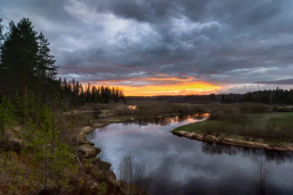 Abend im Kiefernwald — Stockfoto