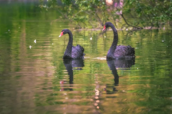 Paar zwarte zwanen — Stockfoto