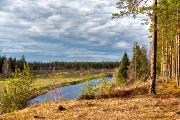 Kvällstid i tallskog — Stockfoto