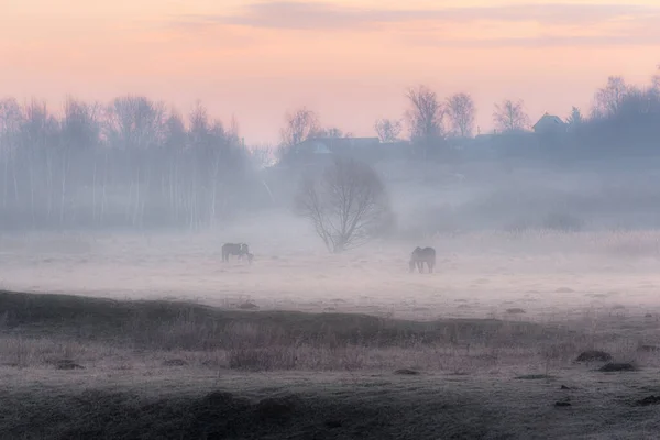 Im Nebel ... — Stockfoto