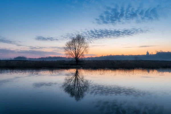 Einsamer Baum am Flussufer — Stockfoto