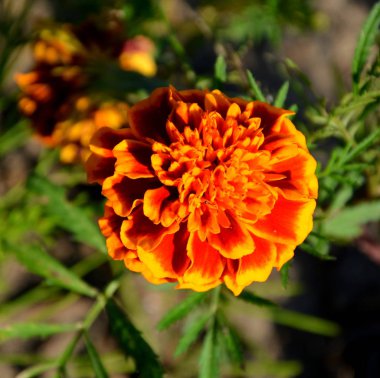 Yaz ortası, güneşli bir gün Bahçe en güzel çiçekler. Yeşil manzara