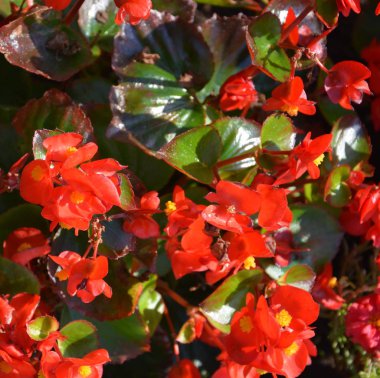 Kırmızı harika Begonya. Yaz ortası, güneşli bir gün Bahçe en güzel çiçekler. Yeşil manzara