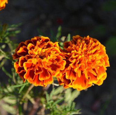 Yaz ortası, güneşli bir gün Bahçe en güzel çiçekler. Yeşil manzara