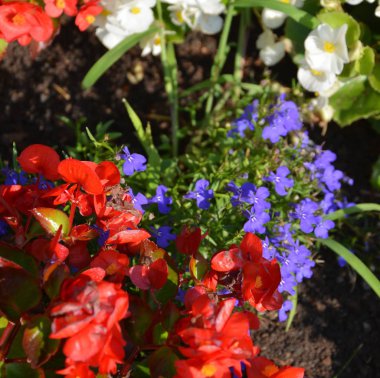  Yaz ortası, güneşli bir gün Bahçe en güzel çiçekler. Yeşil manzara