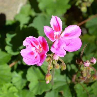 Yaz ortası, güneşli bir gün Bahçe en güzel çiçekler. Yeşil manzara