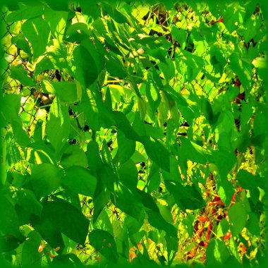 Yeşil arka plan. Yeşil Bahçe, ilkbaharda bırakın. Yeşil manzara ve su damla