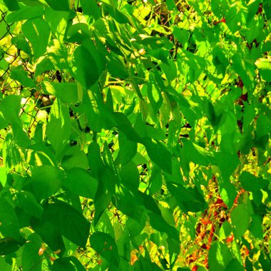 Yeşil arka plan. Yeşil Bahçe, ilkbaharda bırakın. Yeşil manzara ve su damla