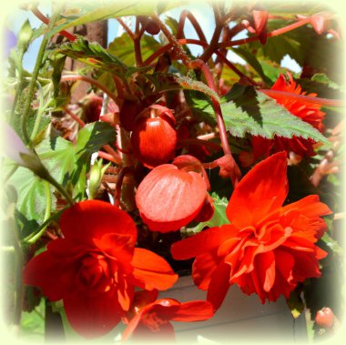 Kırmızı ve turuncu harika Begonya. Yaz ortası, güneşli bir gün Bahçe en güzel çiçekler. Yeşil manzara