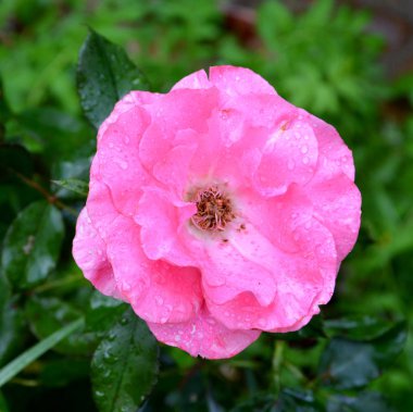 Gül. Yazın ortasında, güneşli bir günde bahçede güzel çiçekler. Yeşil manzara