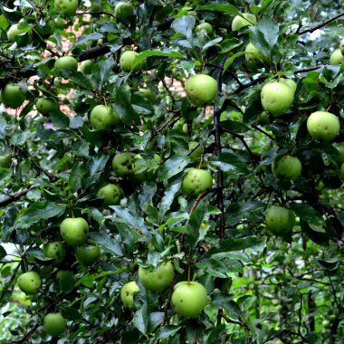 Meyve delilik. Küçük elma bahçesinde, yaz başında bir elma ağacının