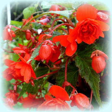 Begonya kırmızı ve turuncu. Yaz ortası, güneşli bir gün Bahçe en güzel çiçekler. Yeşil manzara