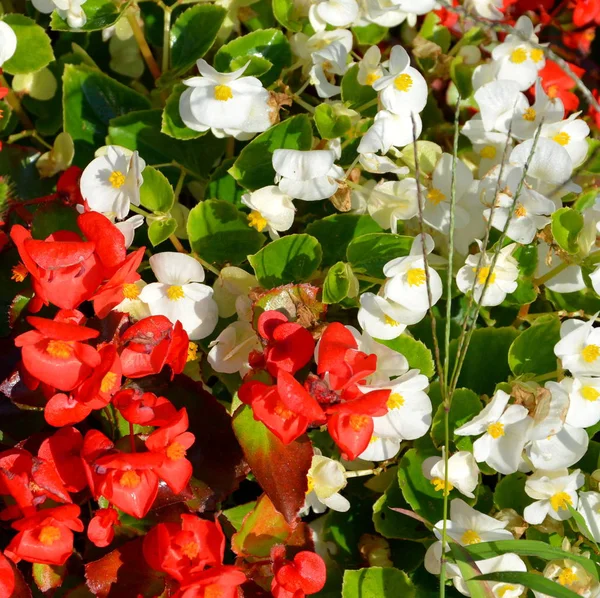 Bonitas Flores Jardín Pleno Verano Día Soleado Paisaje Verde —  Fotos de Stock