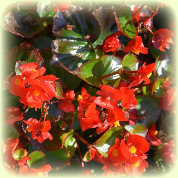 Red Wonderful Begonia Nice Flowers Garden Midsummer Sunny Day Green — Stock Photo, Image