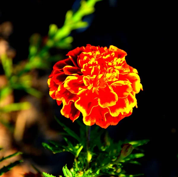 Гарні Квіти Саду Середині Літа Сонячний День Зелений Пейзаж — стокове фото