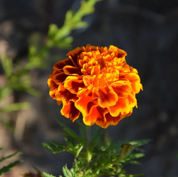 Yaz Ortası Güneşli Bir Gün Bahçe Güzel Çiçekler Yeşil Manzara — Stok fotoğraf
