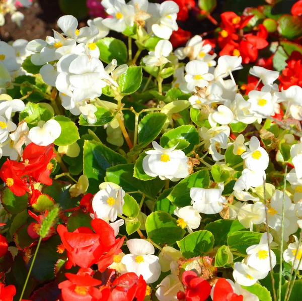 Bonitas Flores Jardín Pleno Verano Día Soleado Paisaje Verde —  Fotos de Stock