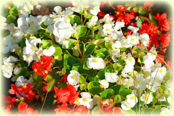 Jolies Fleurs Dans Jardin Milieu Été Par Une Journée Ensoleillée — Photo