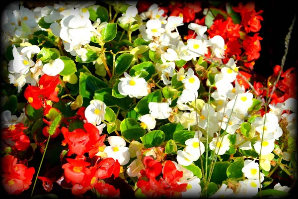 Bonitas Flores Jardín Pleno Verano Día Soleado Paisaje Verde — Foto de Stock