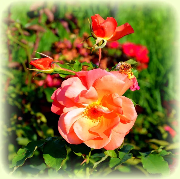 Rose Hezké Květiny Zahradě Uprostřed Léta Slunečného Dne Zelená Krajina — Stock fotografie