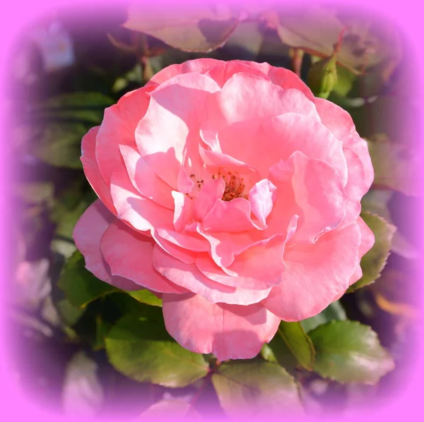 Maravilhosa Rosa Flores Bonitas Jardim Meados Verão Dia Ensolarado Paisagem — Fotografia de Stock