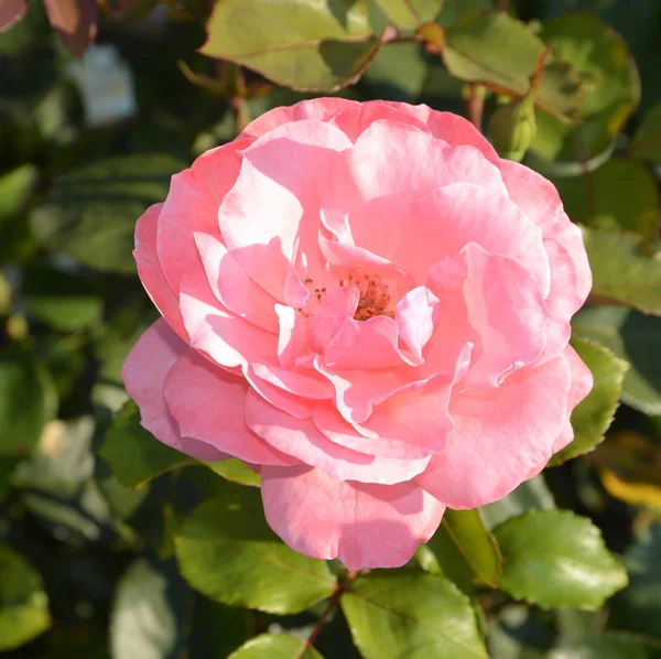 Bardzo Dobry Róż Ładne Kwiaty Ogrodzie Środku Lata Słoneczny Dzień — Zdjęcie stockowe
