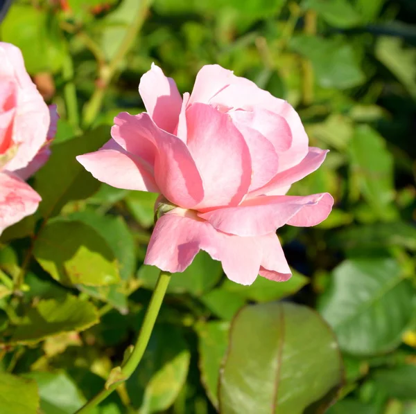 Róża Ładne Kwiaty Ogrodzie Środku Lata Słoneczny Dzień Krajobraz Zielony — Zdjęcie stockowe