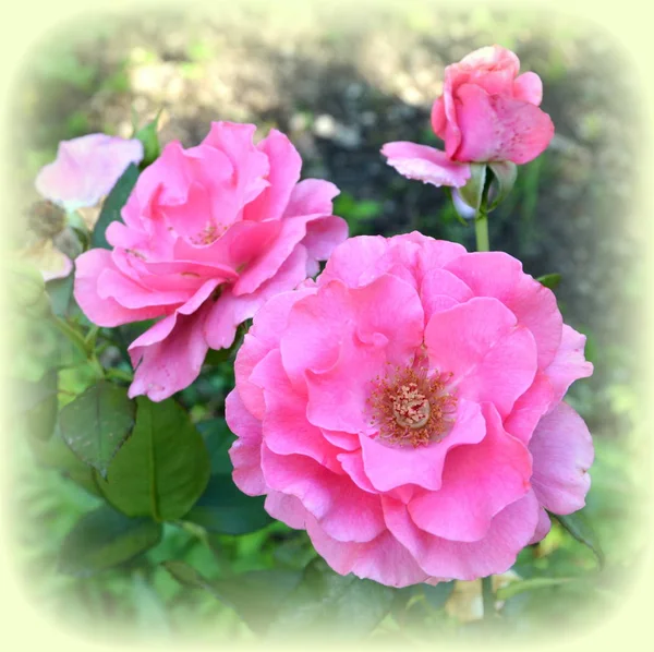 Rosas Bonitas Flores Jardín Pleno Verano Día Soleado Paisaje Verde — Foto de Stock