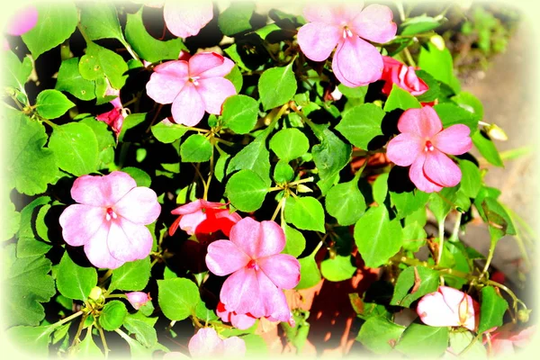 Bonitas Flores Jardín Pleno Verano Día Soleado Paisaje Verde — Foto de Stock