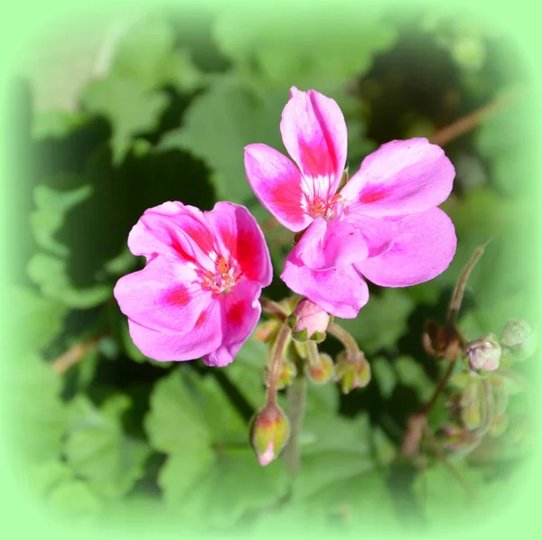 Schöne Blumen Garten Hochsommer Einem Sonnigen Tag Grüne Landschaft — Stockfoto