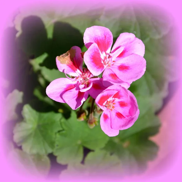 Jolies Fleurs Dans Jardin Milieu Été Par Une Journée Ensoleillée — Photo