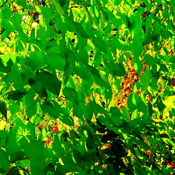 Fond Vert Départ Vert Dans Jardin Printemps Paysage Vert Gouttes — Photo