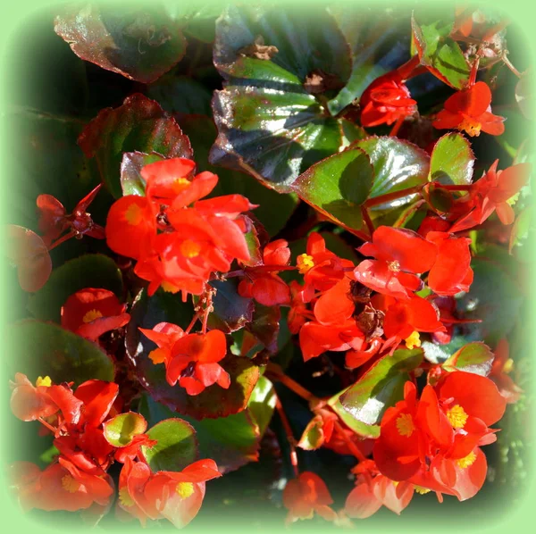 Red Begonia Jolies Fleurs Dans Jardin Milieu Été Par Une — Photo