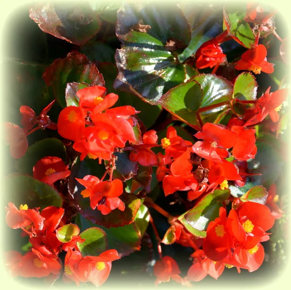 Red Begonia Nice Flowers Garden Midsummer Sunny Day Green Landscape — Stock Photo, Image