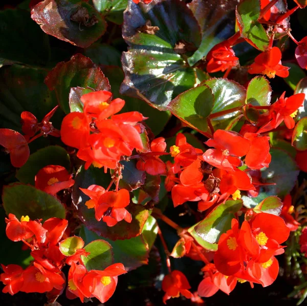 Begonia Rossa Bei Fiori Giardino Piena Estate Una Giornata Sole — Foto Stock
