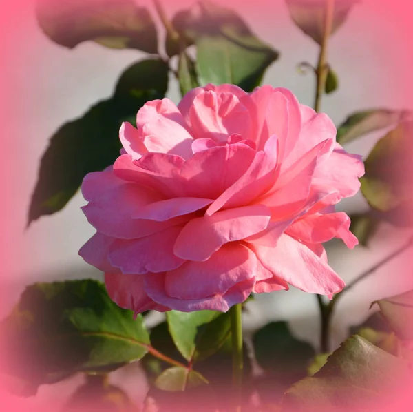 Rosa Bonitas Flores Jardín Pleno Verano Día Soleado Paisaje Verde —  Fotos de Stock