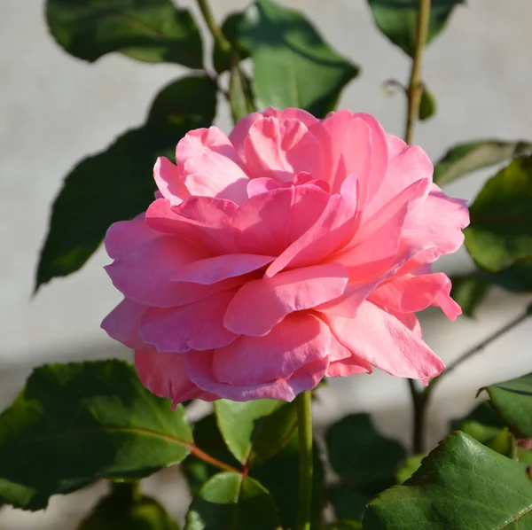 Maravilhosa Rosa Flores Bonitas Jardim Meados Verão Dia Ensolarado Paisagem — Fotografia de Stock