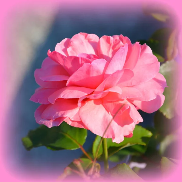 Rose Flores Bonitas Jardim Meados Verão Dia Ensolarado Paisagem Verde — Fotografia de Stock