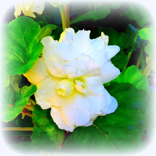 Begonia Blanca Bonitas Flores Jardín Pleno Verano Día Soleado Paisaje — Foto de Stock