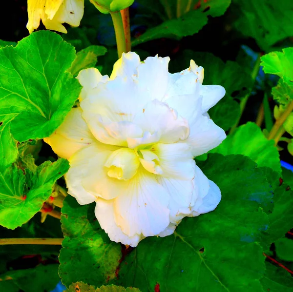 Begonia Branca Flores Bonitas Jardim Meados Verão Dia Ensolarado Paisagem — Fotografia de Stock